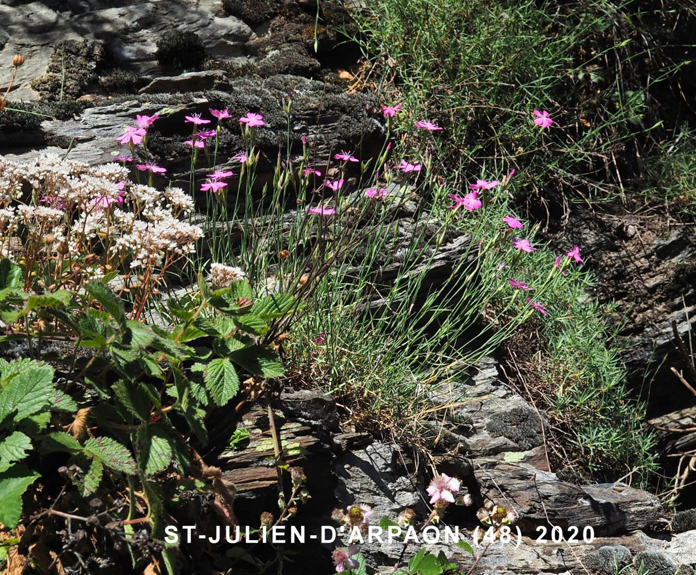 Pink, Granite plant